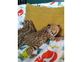 kotele-serval-karacal-dhe-caracat-ne-dispozicion-small-4