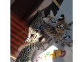 kotele-serval-karacal-dhe-caracat-ne-dispozicion-small-6