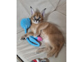 kotele-serval-karacal-dhe-caracat-ne-dispozicion-small-1