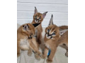 kotele-serval-karacal-dhe-caracat-ne-dispozicion-small-0