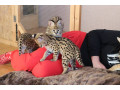 kotele-serval-karacal-dhe-caracat-ne-dispozicion-small-8