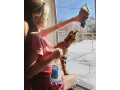 kotele-serval-karacal-dhe-caracat-ne-dispozicion-small-9