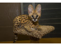 kotele-serval-karacal-dhe-caracat-ne-dispozicion-small-7