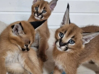 kotele-serval-karacal-dhe-caracat-ne-dispozicion