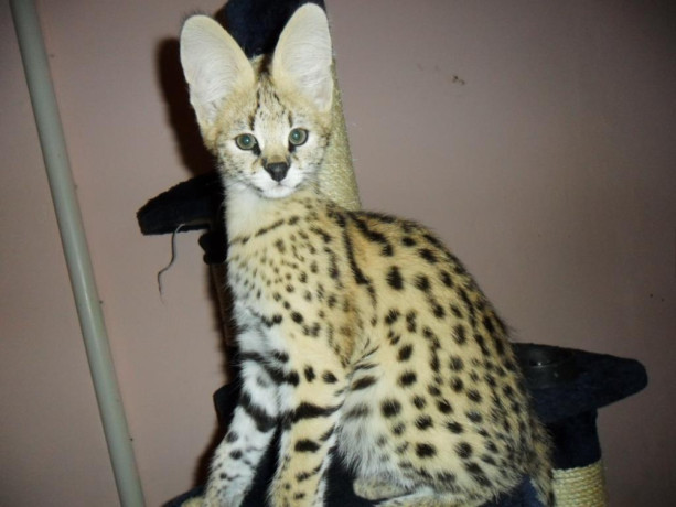 kotele-serval-karacal-dhe-caracat-ne-dispozicion-big-2
