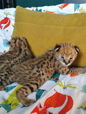 kotele-serval-karacal-dhe-caracat-ne-dispozicion-big-4