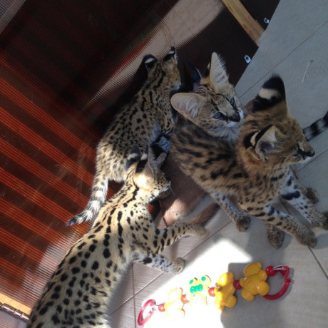 kotele-serval-karacal-dhe-caracat-ne-dispozicion-big-6