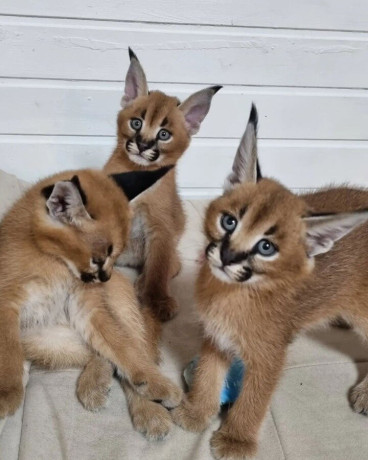 kotele-serval-karacal-dhe-caracat-ne-dispozicion-big-0