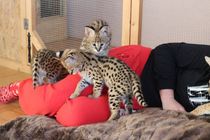 kotele-serval-karacal-dhe-caracat-ne-dispozicion-big-8