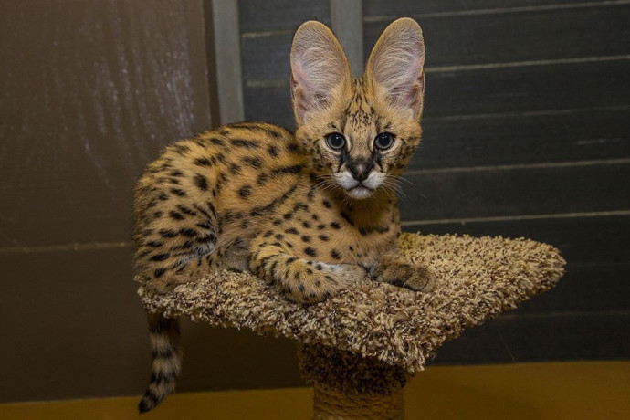 kotele-serval-karacal-dhe-caracat-ne-dispozicion-big-7